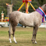 Enjoy The Fun At The Mt Gravatt Show