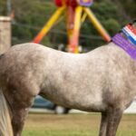 Enjoy The Fun At The Mt Gravatt Show