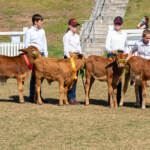 Mt G Show Livestock 6048 3872x2582 6235342