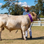 Mt G Show Livestock 6063 3872x2581 6235351