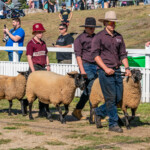 Mt Gavatt Show 2023 00182 2449x1633 5721149