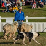 Mt Gravatt Show 2022 01082 3872x2581 6234343