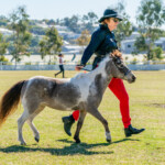 Mt Gravatt Show 2023 Sat Showhorse 09703 3872x2582 6234447