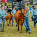 Mt Gravatt Show Livestock 12 3872x2581 6234404