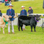 Mt Gravatt Show Livestock 4 3872x2582 6234401